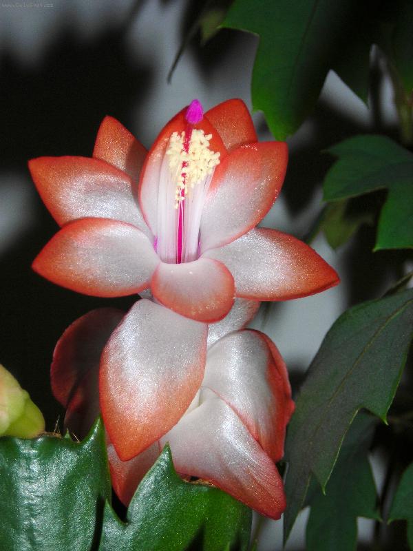 Foto: L�b�m se Ti?