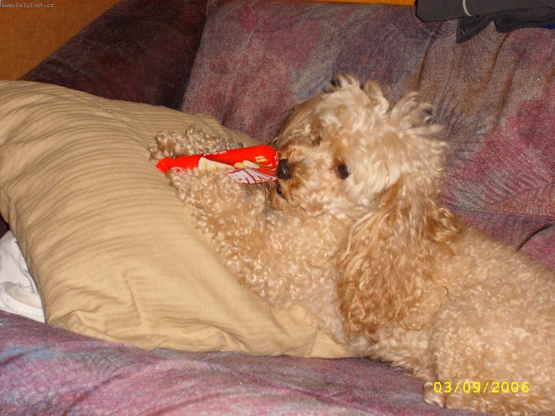 Foto: Kess��ek-A� t� rozd�l�m tak t� sn�m, ale pani�ka mi to ur�it� d��v veme :-(