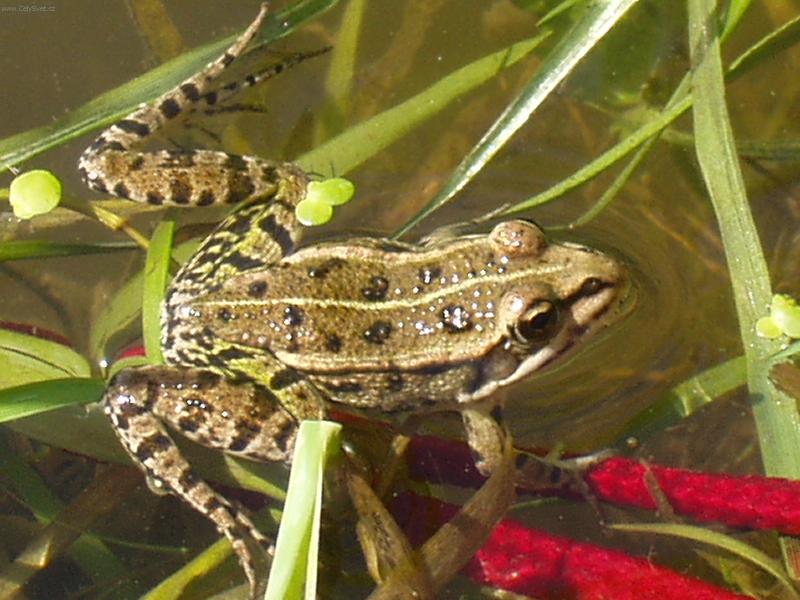 Foto: Na ryb�ch-��ba n�m hl�d� sak s �lovkem