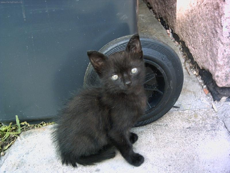 Foto: �ert�k-jeho povol�n� bude z�ejm� jednou popel��