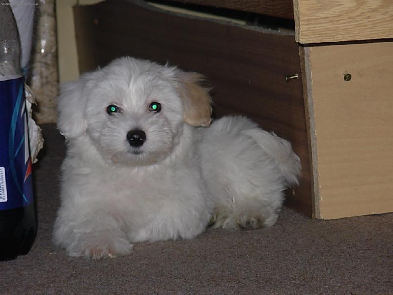 Foto: N� mazl��ek dan�sek...-To jsem ale fe��k co????