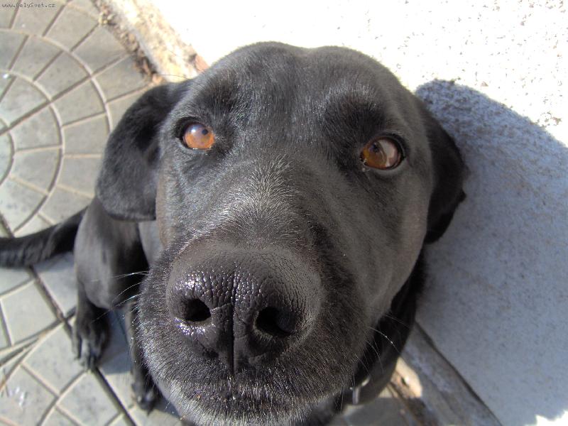 Foto: bon�a-co mi d�?