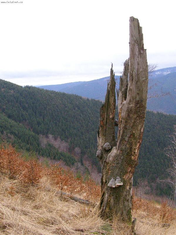 Foto: Jo, kdysi to byl strom