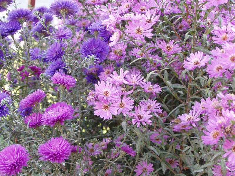 Foto: chryzantemy-podzimn� kytice