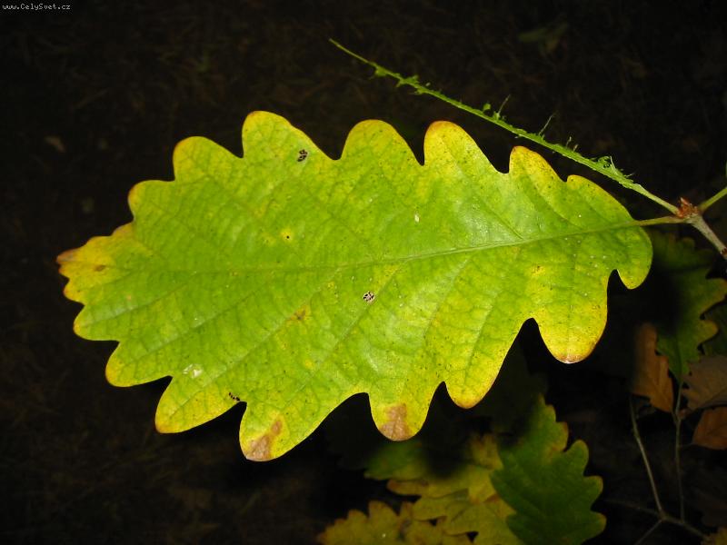 Foto: Dub�nek-List