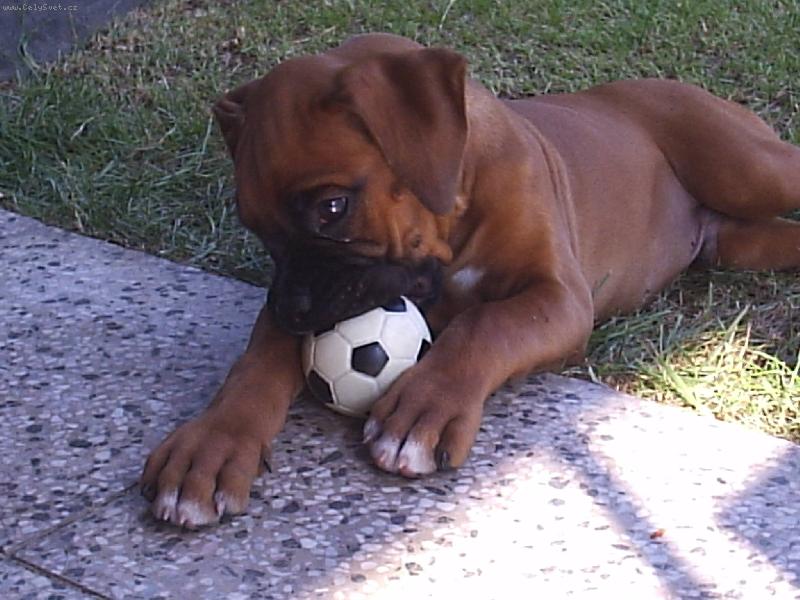 Foto: jednou ze m� bude velk� fotbalista