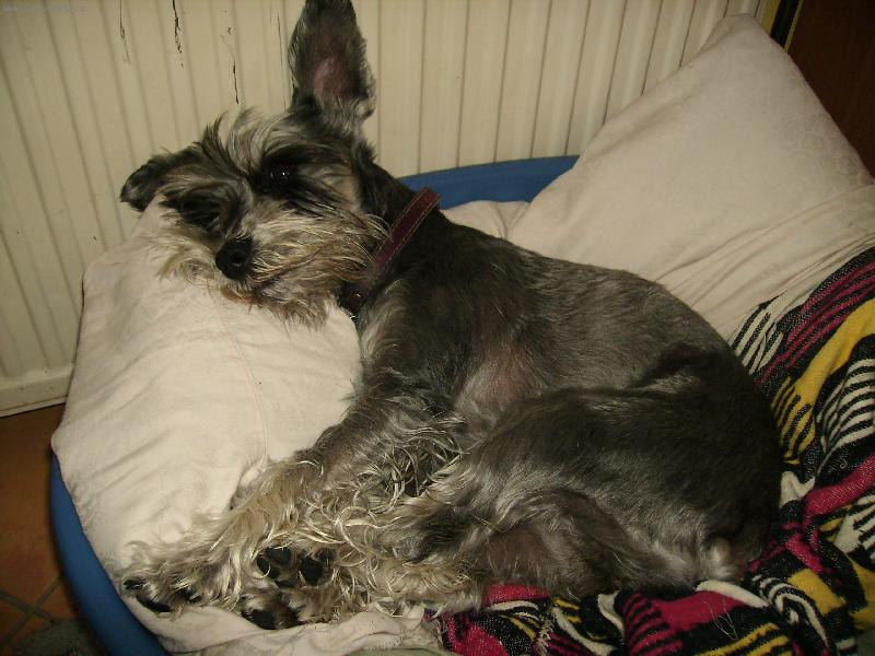 Foto: pelech-muj psik v pelisku