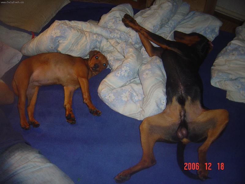 Foto: Pros�m nebudit !!!-n�m se je�t� nechce vst�vat.....