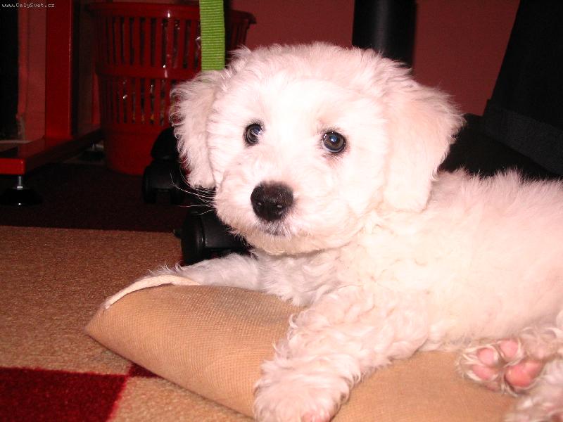 Foto: Na�e zlat��ko-Tato b�l� kuli�ka n�m zm�nila a o�ivila chod na�� rodinky.