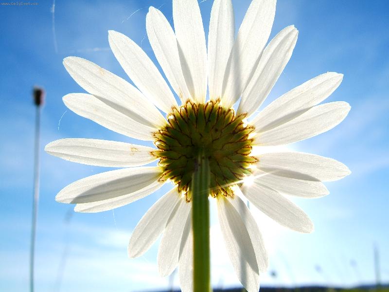 Foto: Vzpom�nky na bab� l�to