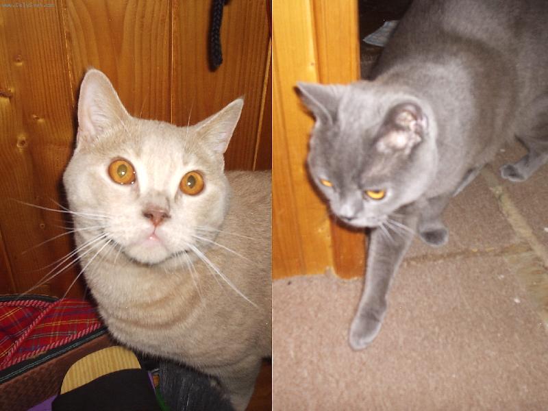 Foto: baf-hra na skov�vanou