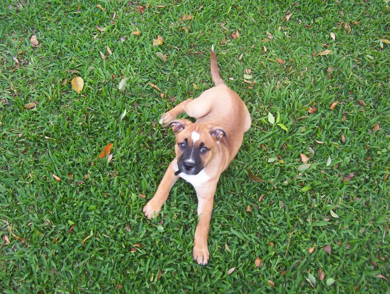 Foto: travicka zelena...-To je Shaila