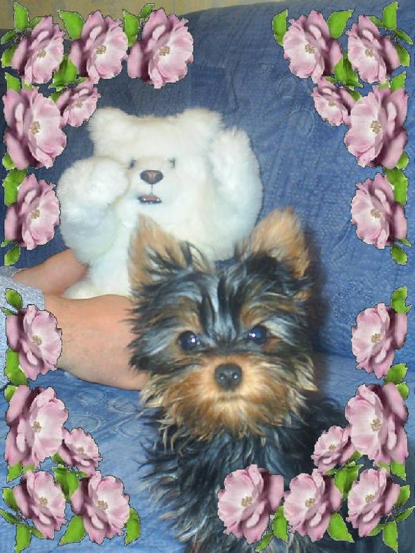 Foto: zuzanka a jej� medv�dek-j� a m�j kamar�d