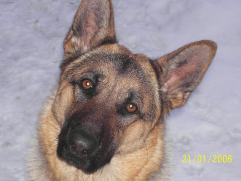 Foto: Besinka-Tak t�mahla o�i�kama se na m� kouk�