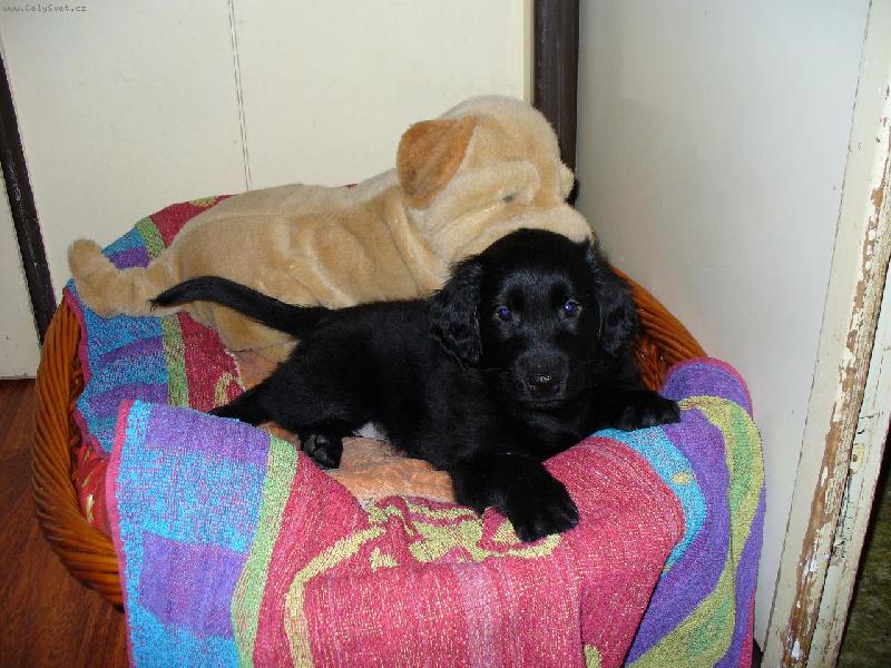 Foto: Bessy a ply��k-... to je m�j ply��k a nikomu ho ned�m ...