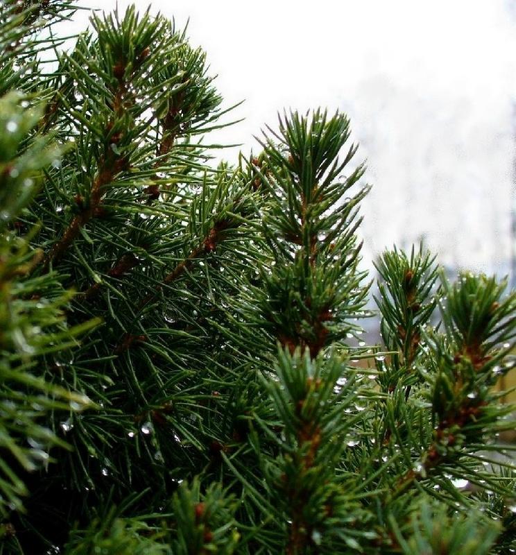 Foto: kapky na jehli��