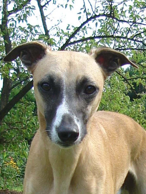 Foto: Model-Tohoto pejska obdivuji,m�me ho p�es plot,ale vyfotit se nechal:)