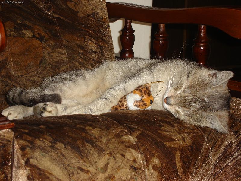 Foto: Jedin� s ply���kem