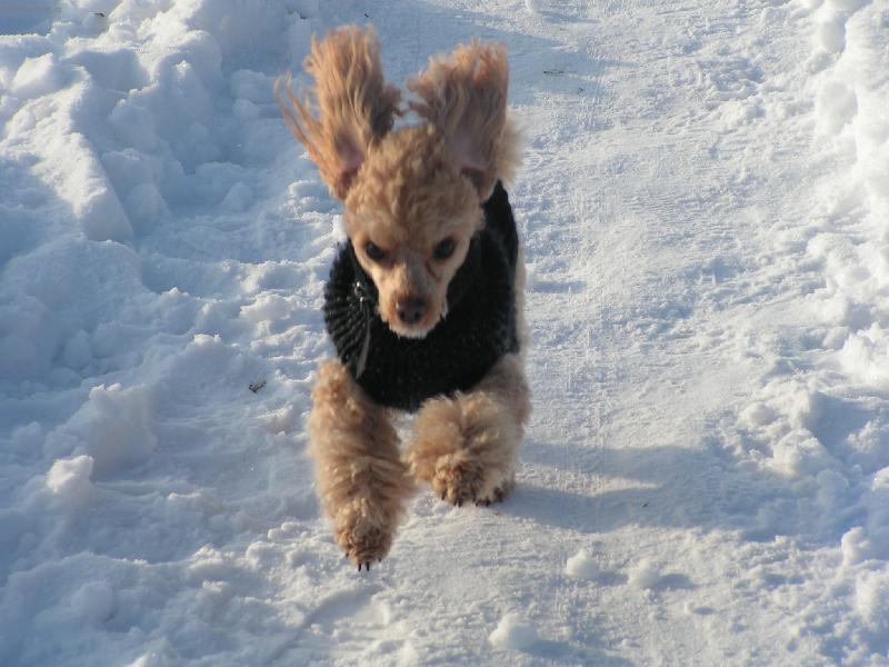 Foto: U�i jak str��ek Fido a sn�h m�m r���d.