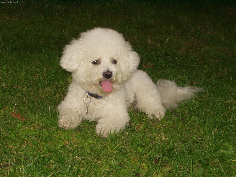 Foto: Elf��ek-focen� - to j� m�m r�d "HAF"