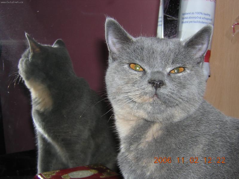 Foto: Cassie-Cassie, je je�t� kot� :)