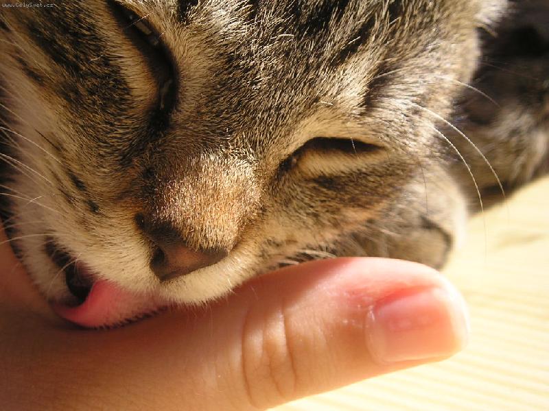 Foto: O�ista-n� kocour �ist� i sv� majitele...