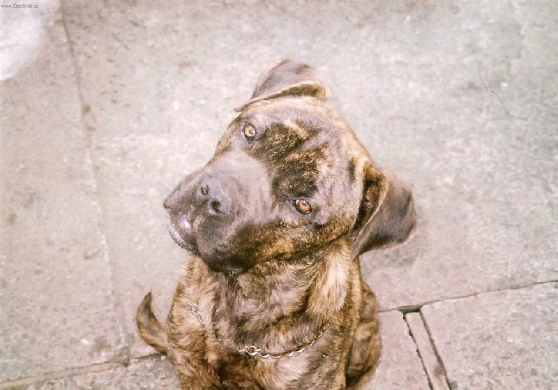 Foto: Co to m� b�t??-hlava Bandoga