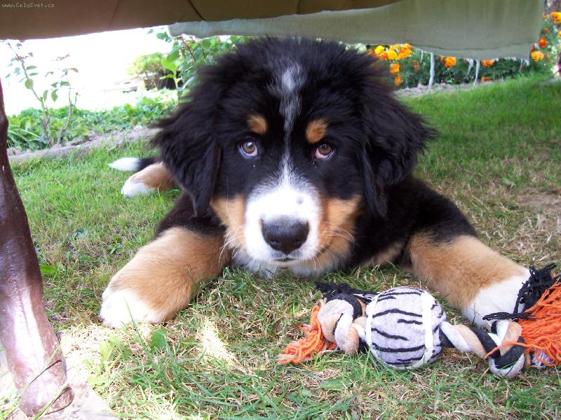 Foto: Ben-��hni na to a kousnu t�