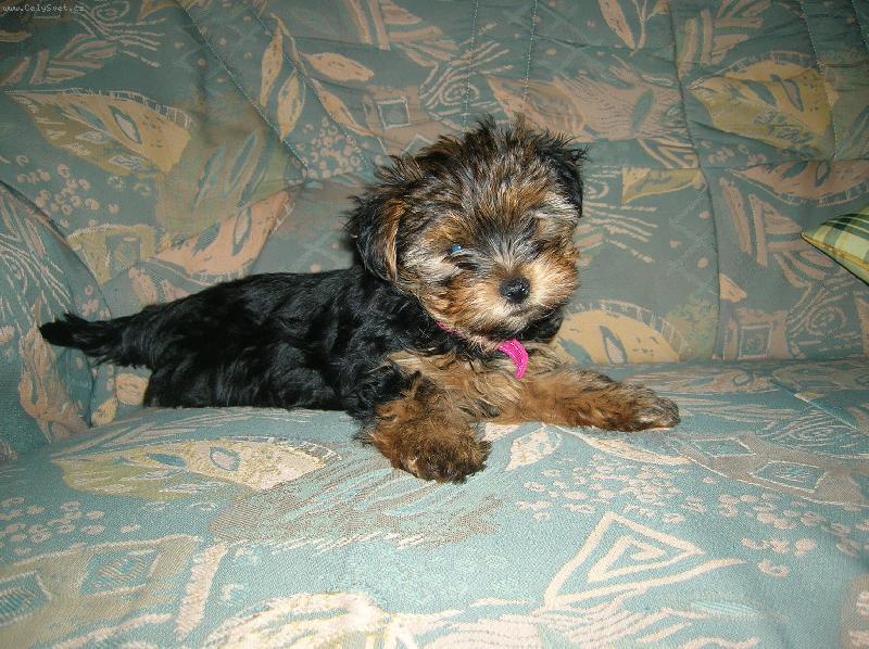 Foto: Nelu�ka Ale Um� P�zovat ...-Ka�dy pes m� svou p�zu