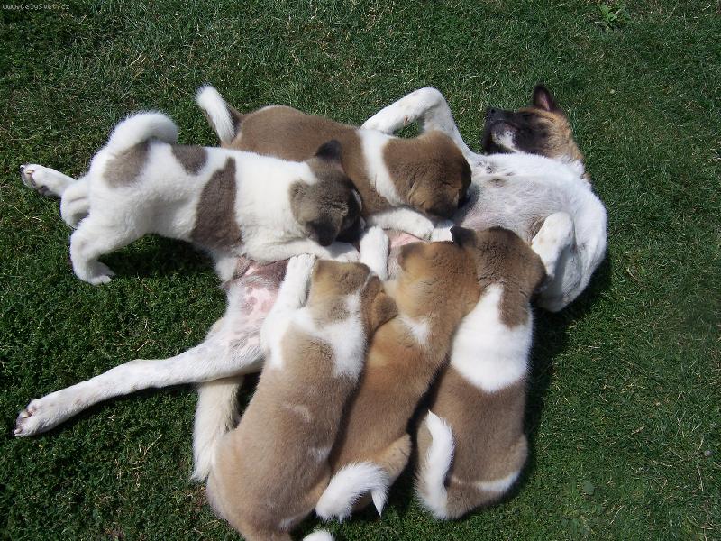 Foto: Beena krm� sv� hladov� d�ti-6 americk�ch akit