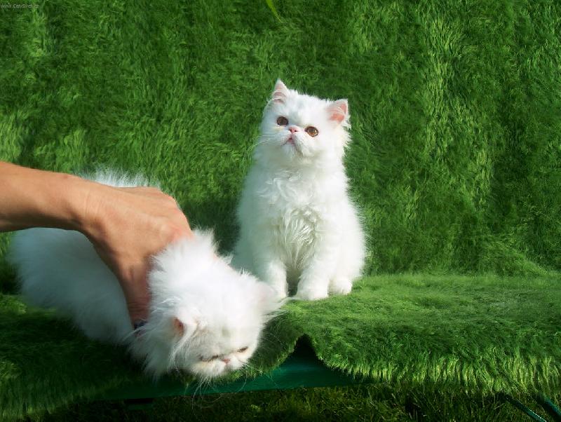 Foto: Zase jsem rychlej�� ne� fotograf-b�l� per��nci