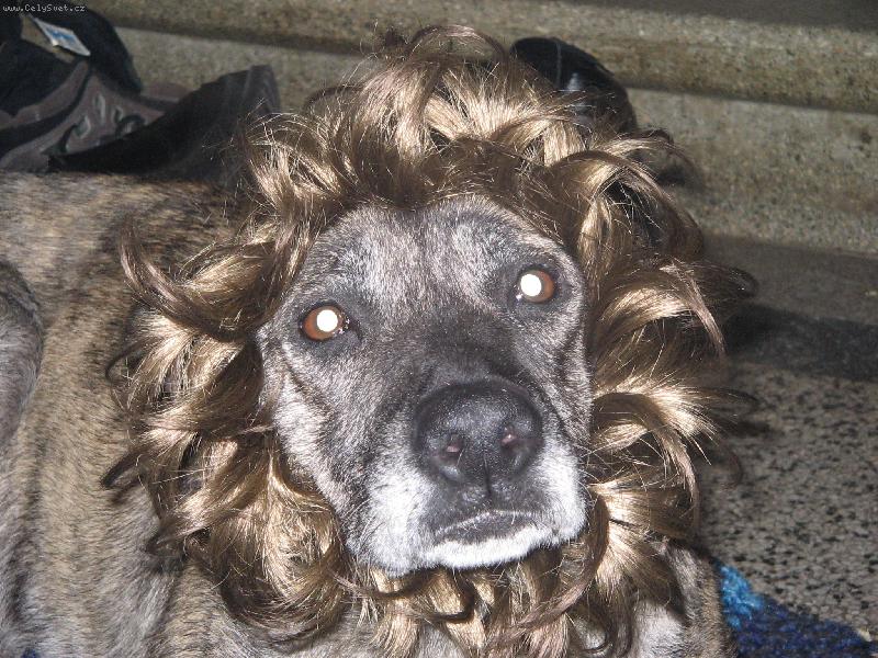 Foto: Co jsem to za psa?