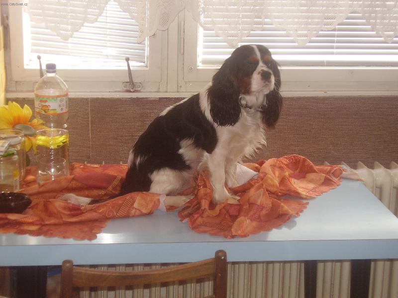 Foto: Athena Magic Magpie-Ubrousku, prost�i se !