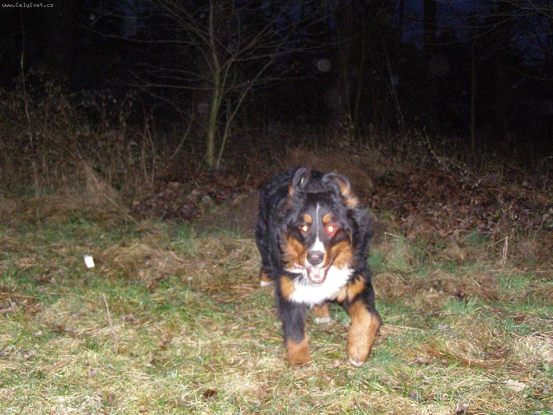 Foto: Achil z Opatovick�ch luk-U� let�m pani�ko