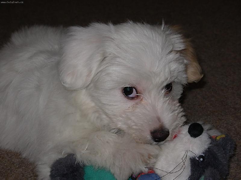 Foto: Tak to je muj my�anek r�d si do nej zakousnu...