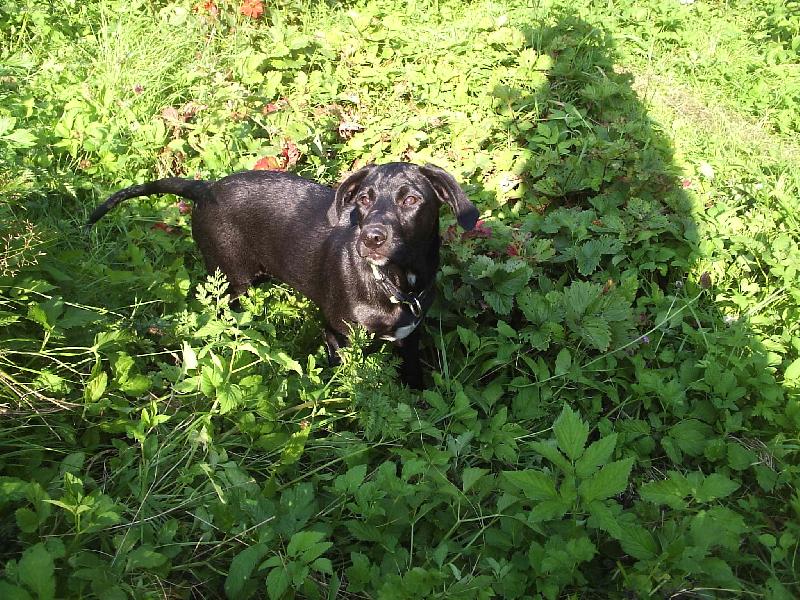 Foto: Aki na zahrad�