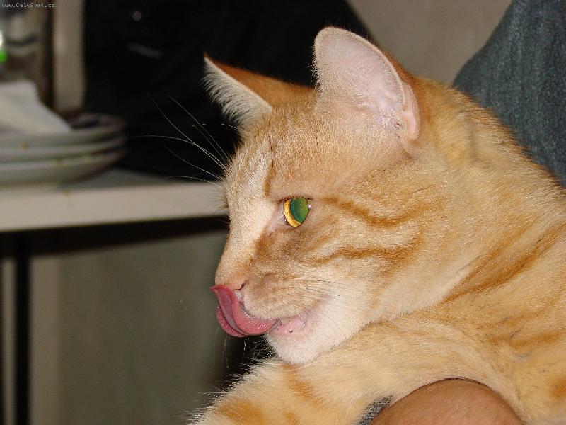 Foto: Felix-Dejte mi taky ochutnat!