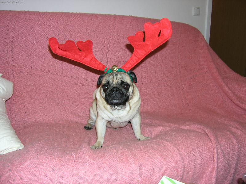 Foto: ��astn� a vesel�-Sob�k