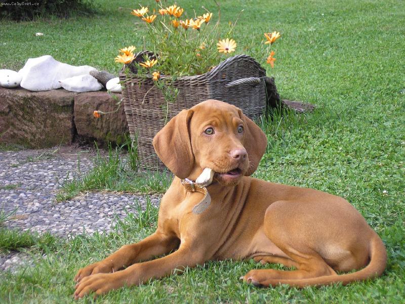 Foto: Tessinka a kosti�ka co nahrazuje dudl�k :o)