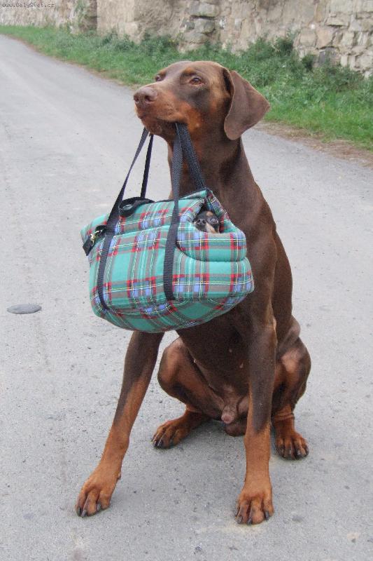 Foto: osobn� str�ce-Dob��k Eny s pra�skou krysa�i�kou Hedynkou