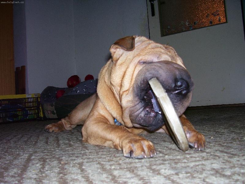 Foto: Princ a kole�ko-Tak takhle si n� Princ hraje s kole�kem