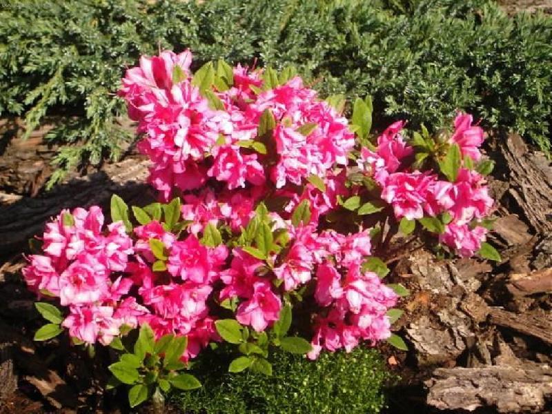 Foto: Azalka z na�� zahr�dky