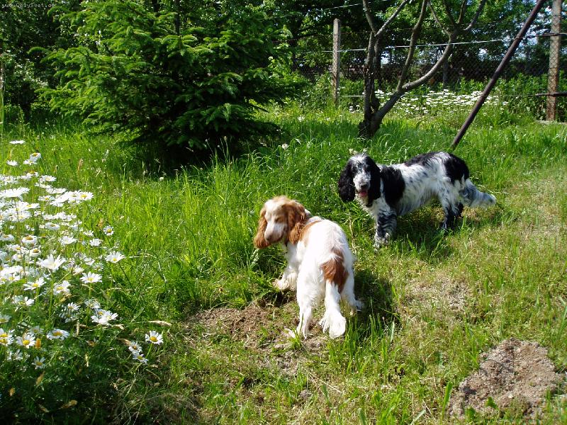 Foto: na�e toulky zahradou-jsme dv� anglick� kok�ice,na�e jm�na jsou Quirin a Quincy,jsme modr� a oran�ov� b�lou� a milujeme p��rodu