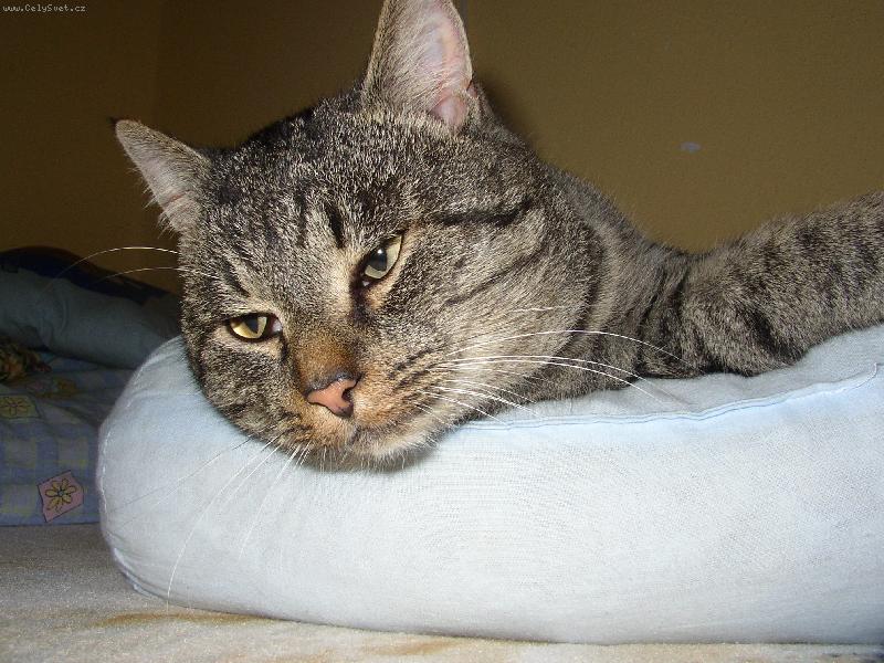 Foto: mispulin-na polstari