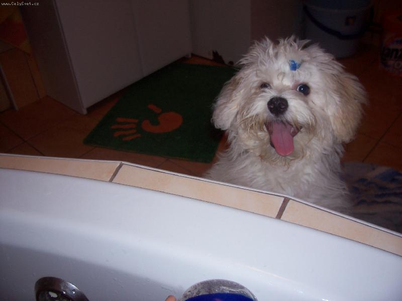 Foto: chci se taky vykoupat