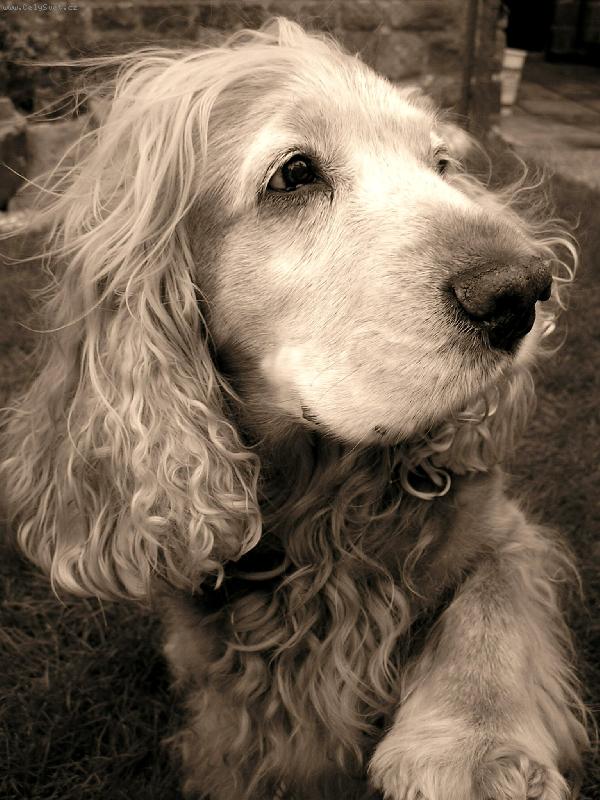 Foto: Pes,p��tel �lov�ka-N� Bend�