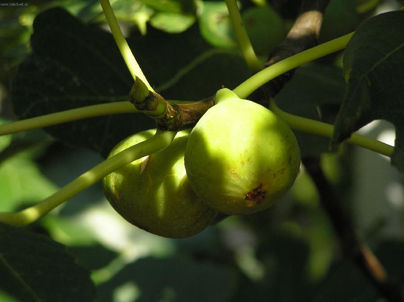 Foto: M�am-f�k chorvatsk�,Pelje�ac