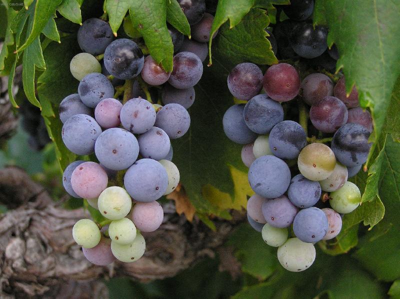 Foto: Hrozny-Chorvatsko,Pelje�ac