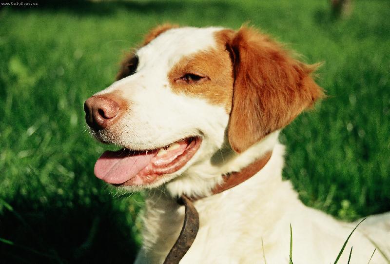 Foto: Ben�k-Sm�j�c� se Ben