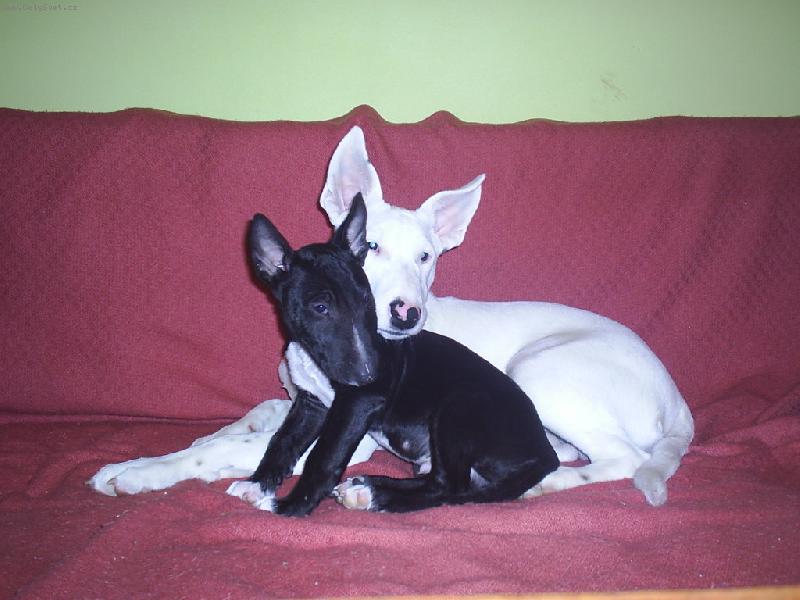 Foto: Danny a Ozzy-Usm�j se kdy� n�s fot�..